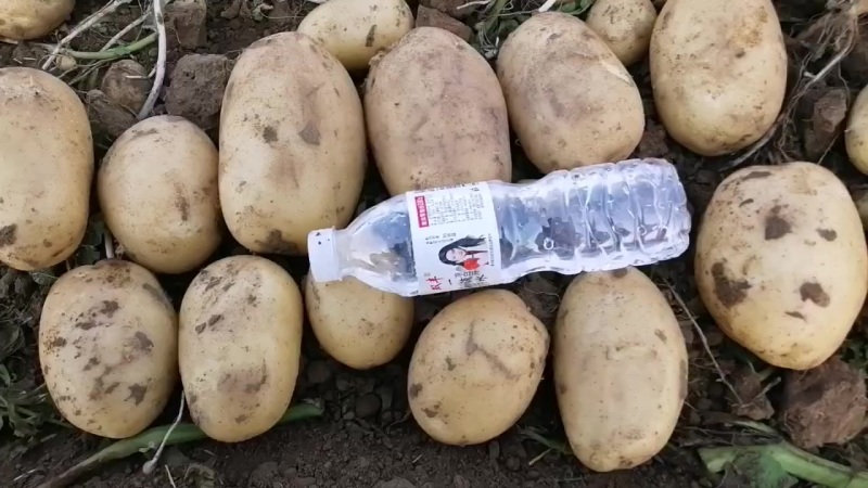 河北保定定州土豆大量上市要的联系我荷兰十五，系列，沃土豆