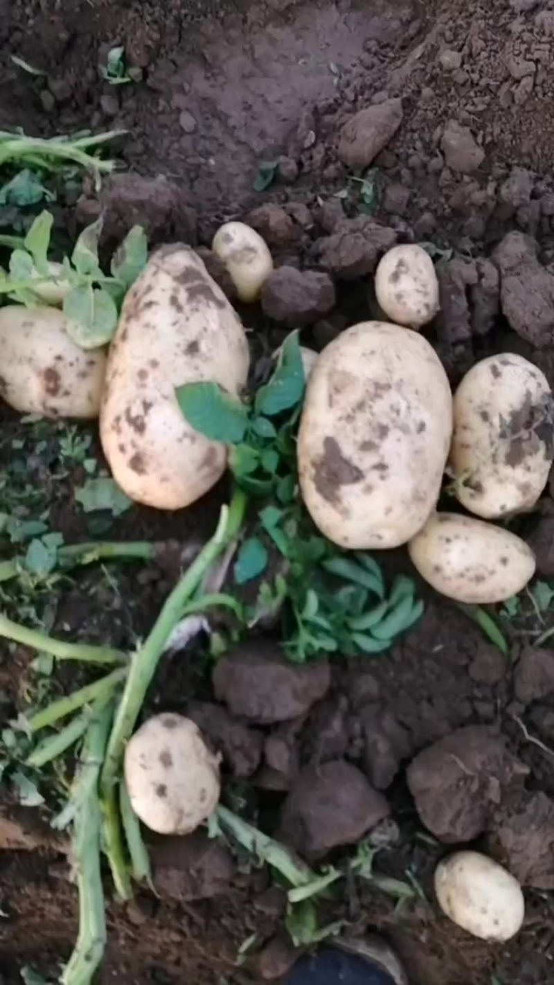河北保定定州土豆大量上市要的联系我荷兰十五，系列，沃土豆
