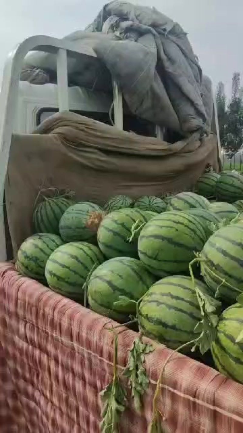 抬头小西瓜