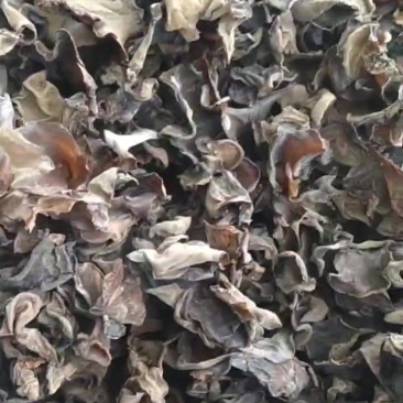 野生山木耳