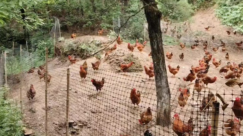 正宗林下散养九斤红公鸡