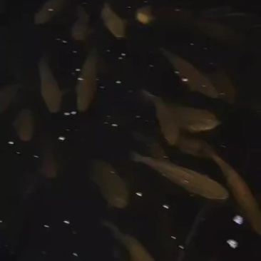 加州鲈西安供应