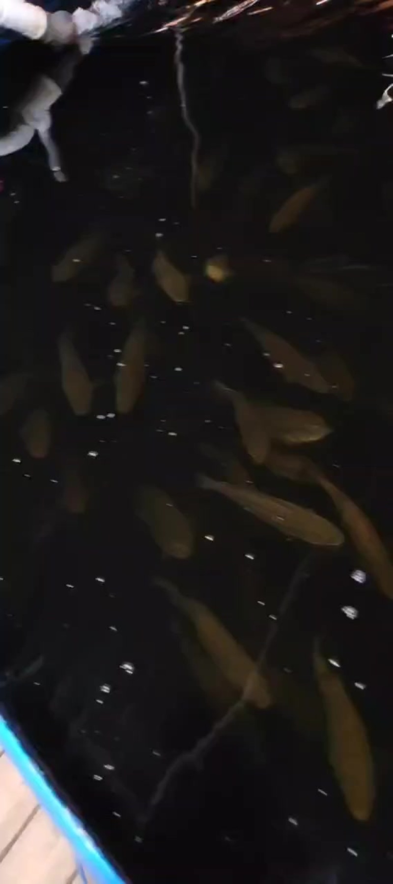 加州鲈西安供应