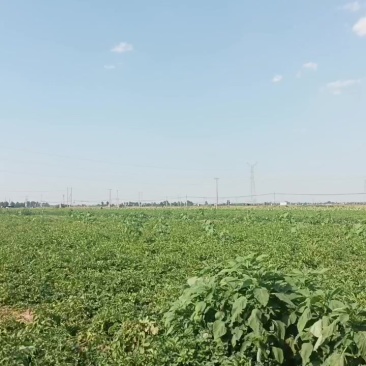 土豆