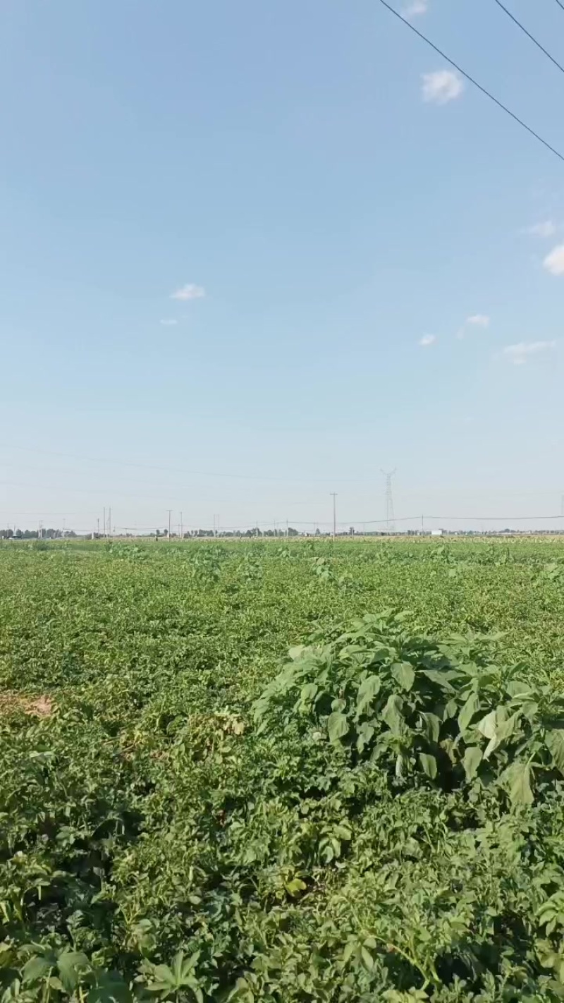 土豆