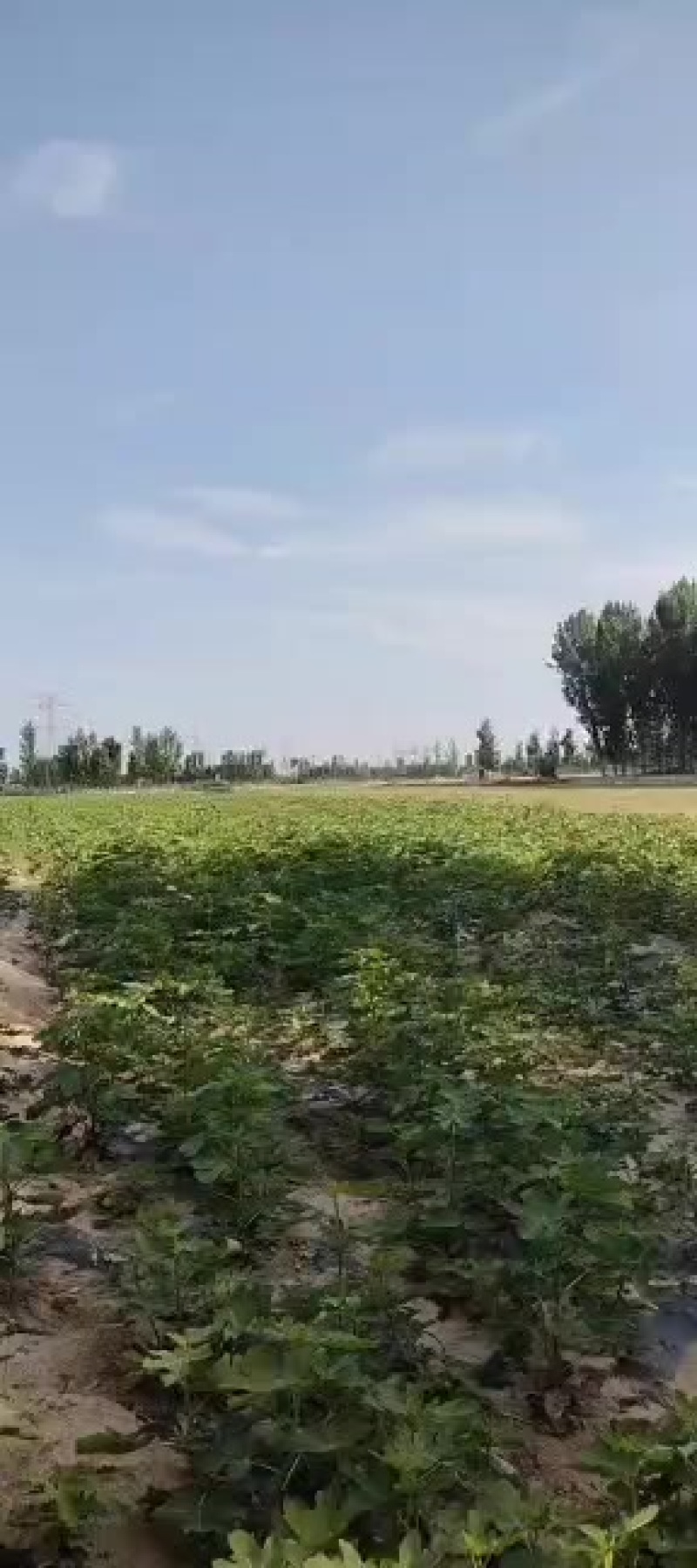 自家种植无花果树，鲜甜果实，健康***，限量供应，抢购从速！