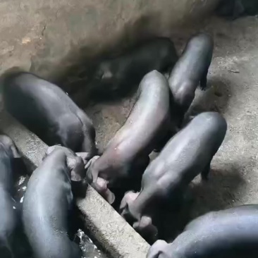 猪仔