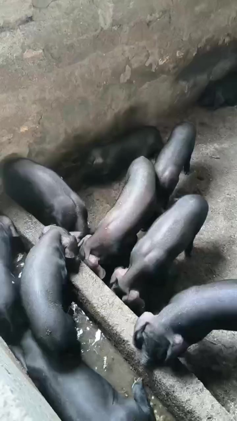 猪仔