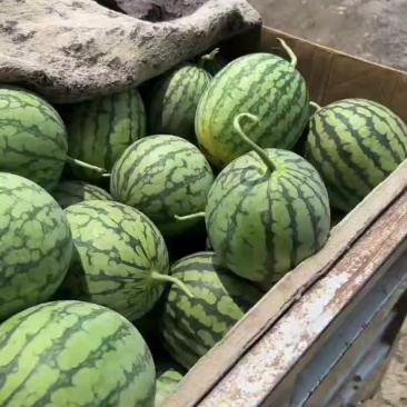 特小凤西瓜