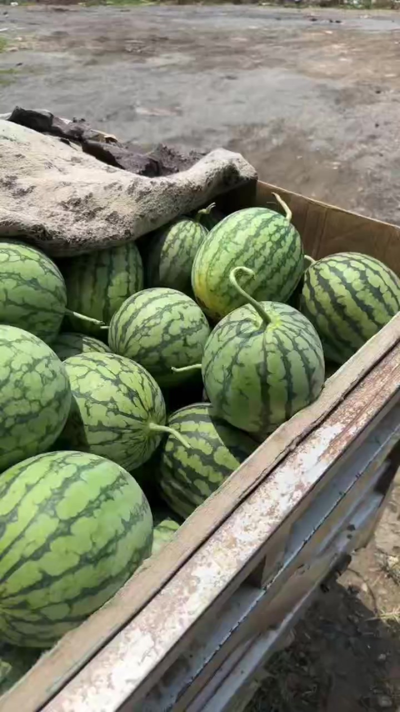 特小凤西瓜