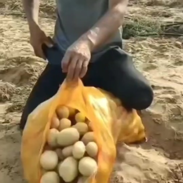 精品黄皮黄心1-3两2--4两小土豆，电商边贸货