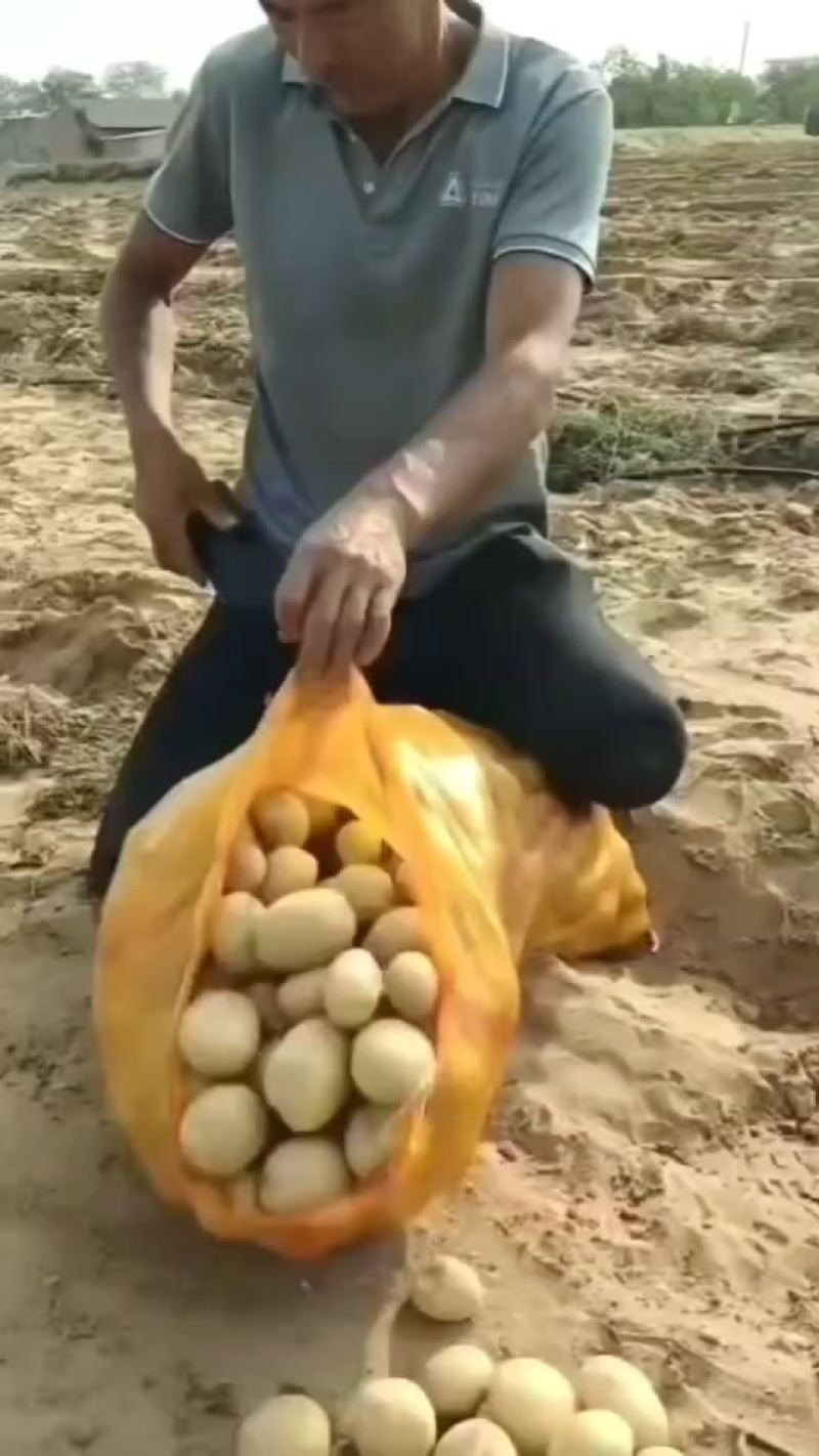 精品黄皮黄心1-3两2--4两小土豆，电商边贸货
