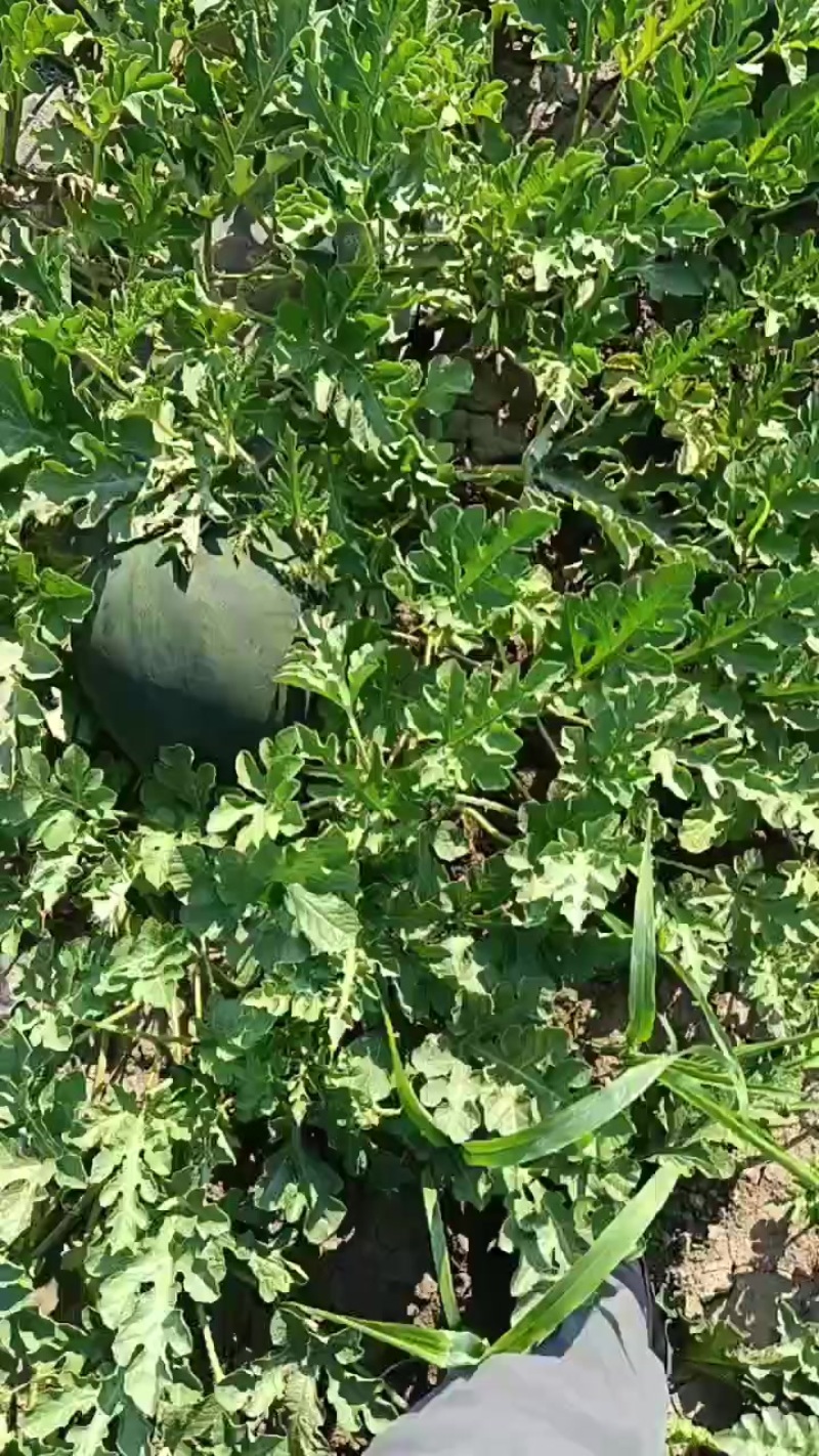 天津宁河西瓜产区