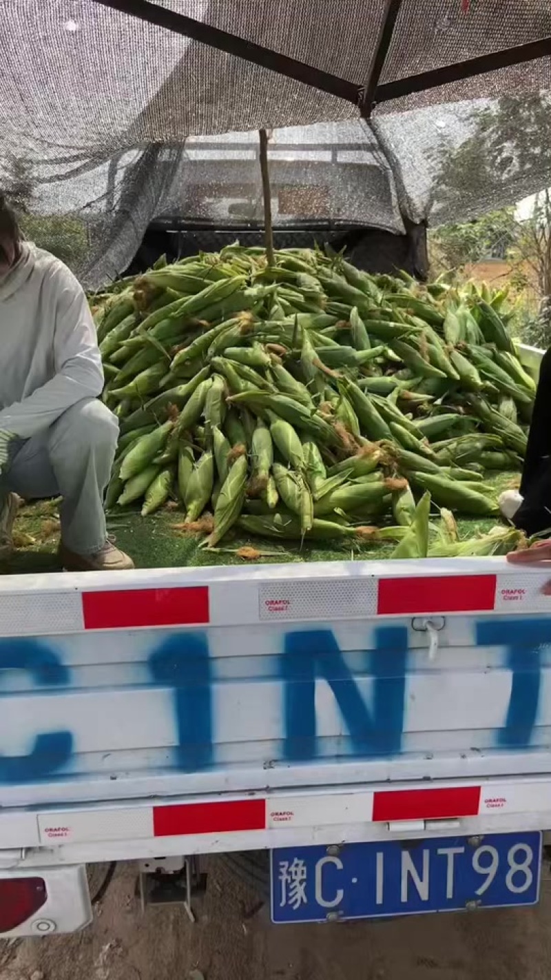 自己种的60亩鲜食糯玉米，有需要的老板联系