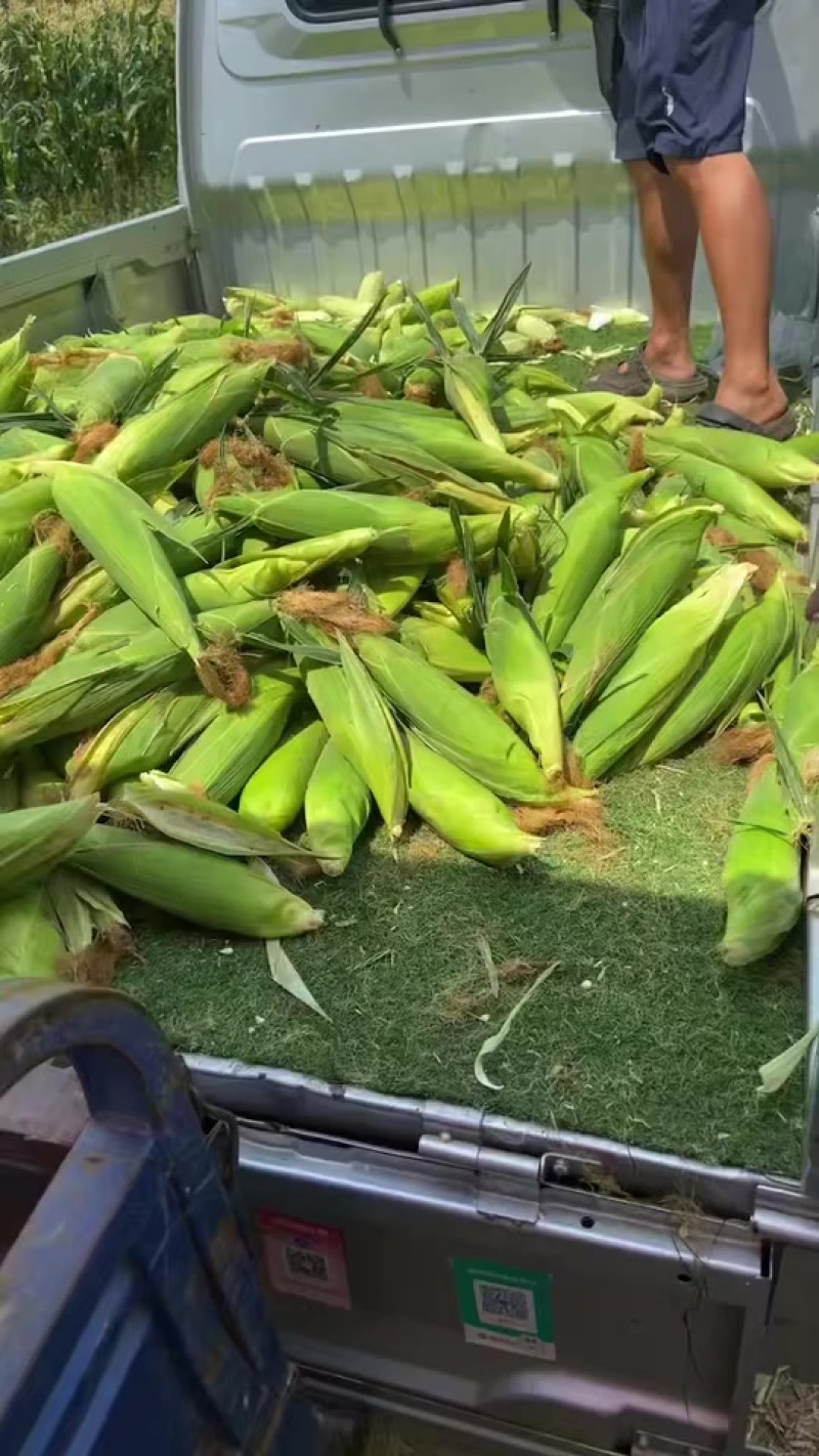 自己种的60亩鲜食糯玉米，有需要的老板联系