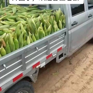 自己种的60亩鲜食糯玉米，有需要的老板联系