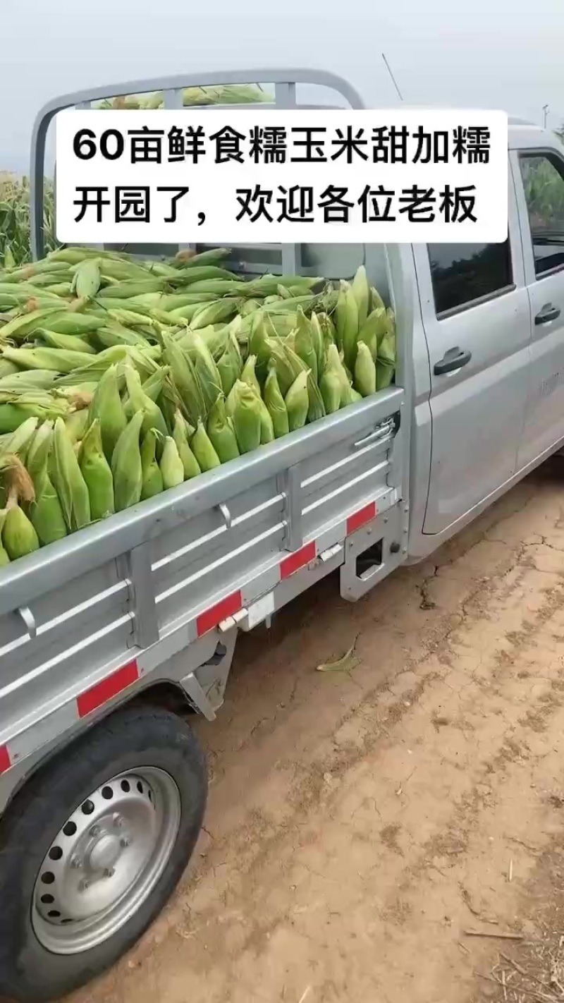 自己种的60亩鲜食糯玉米，有需要的老板联系