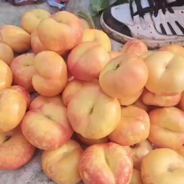油蟠桃2至5两