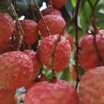 广东桂味