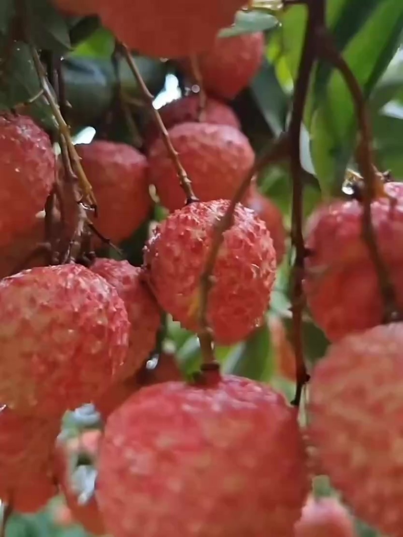 广东桂味