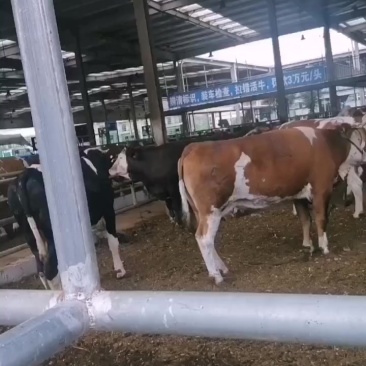 牛肉