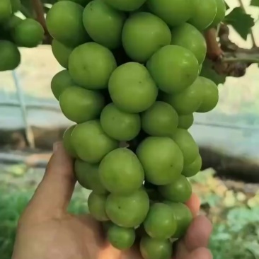 阳光玫瑰大量上市需要联系