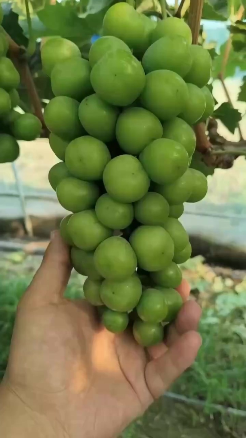 阳光玫瑰大量上市需要联系