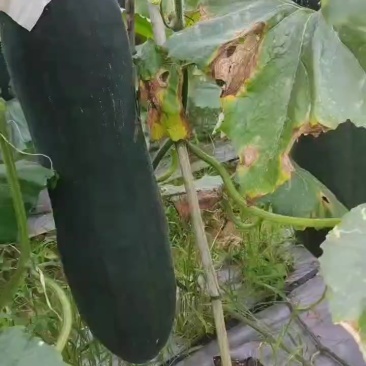平均33+.合适直接来电