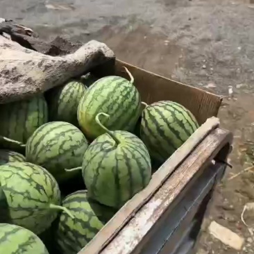 特小凤