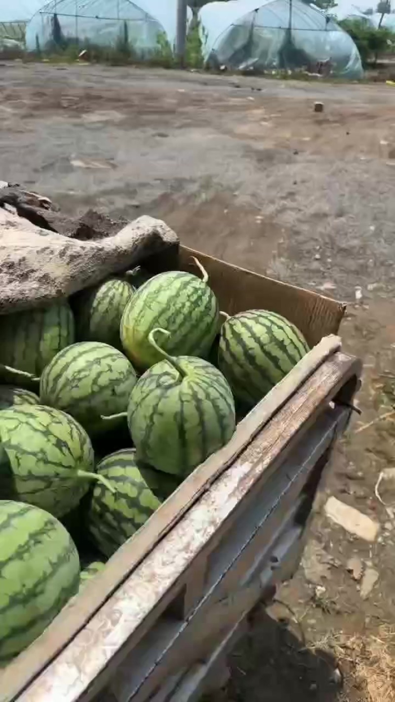 特小凤