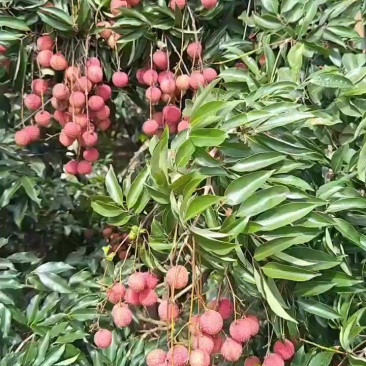 电白荔枝
