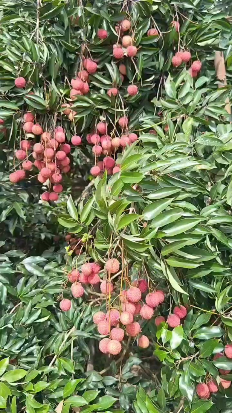 电白荔枝