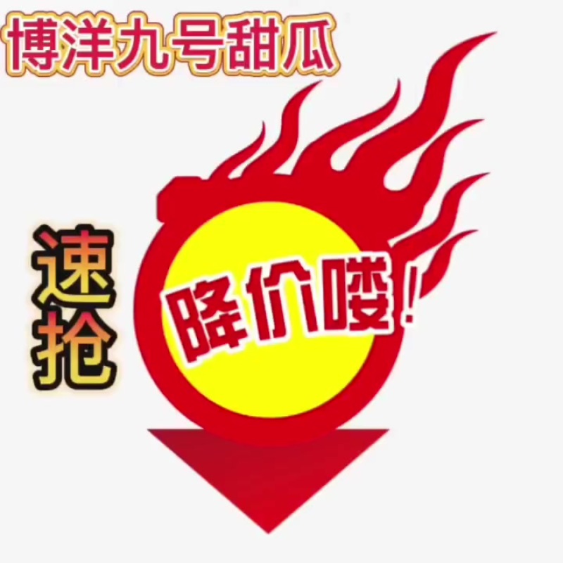 博洋九号