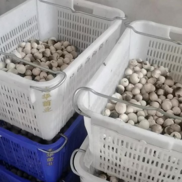 鲜草菇