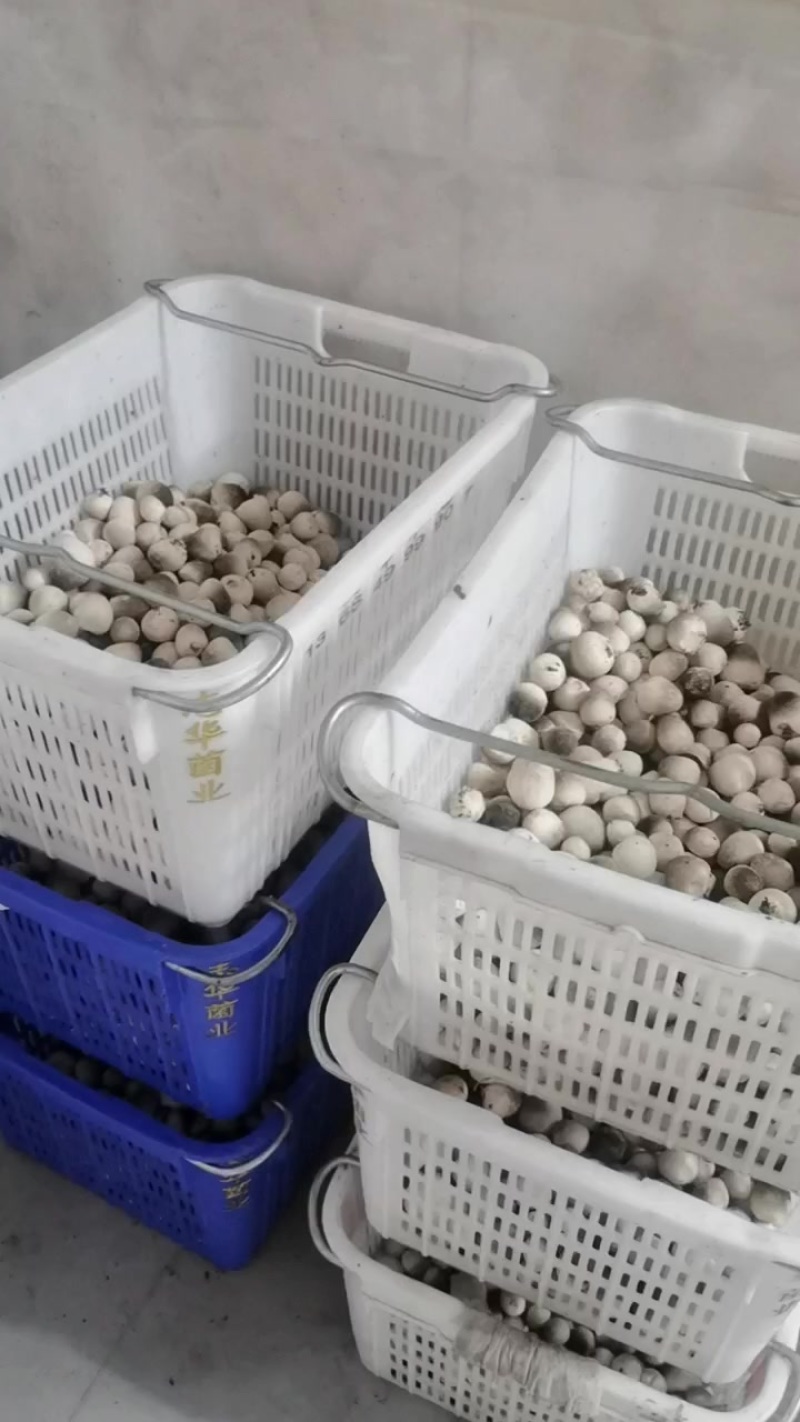 鲜草菇