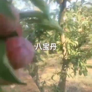 八宝丹李子已大量上市，红度达百分之五十以上，个大，口感好
