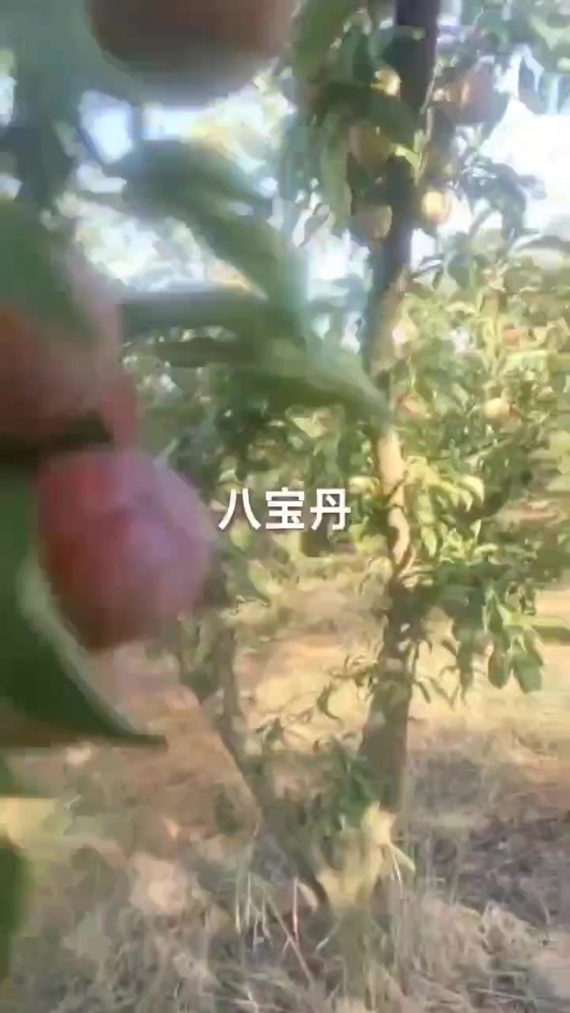 八宝丹李子已大量上市，红度达百分之五十以上，个大，口感好