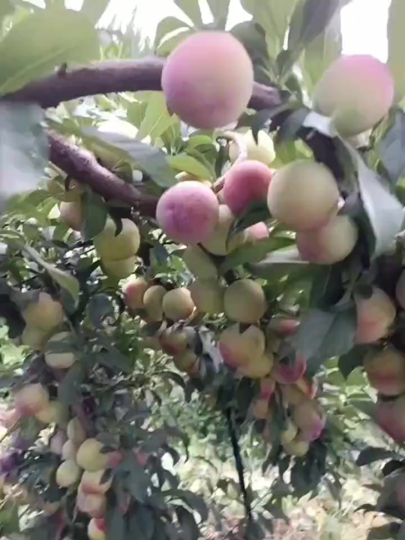 八宝丹李子已大量上市，红度达百分之五十以上，个大，口感好