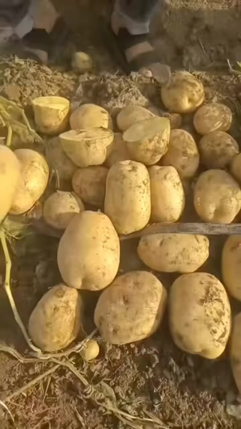 黄心土豆