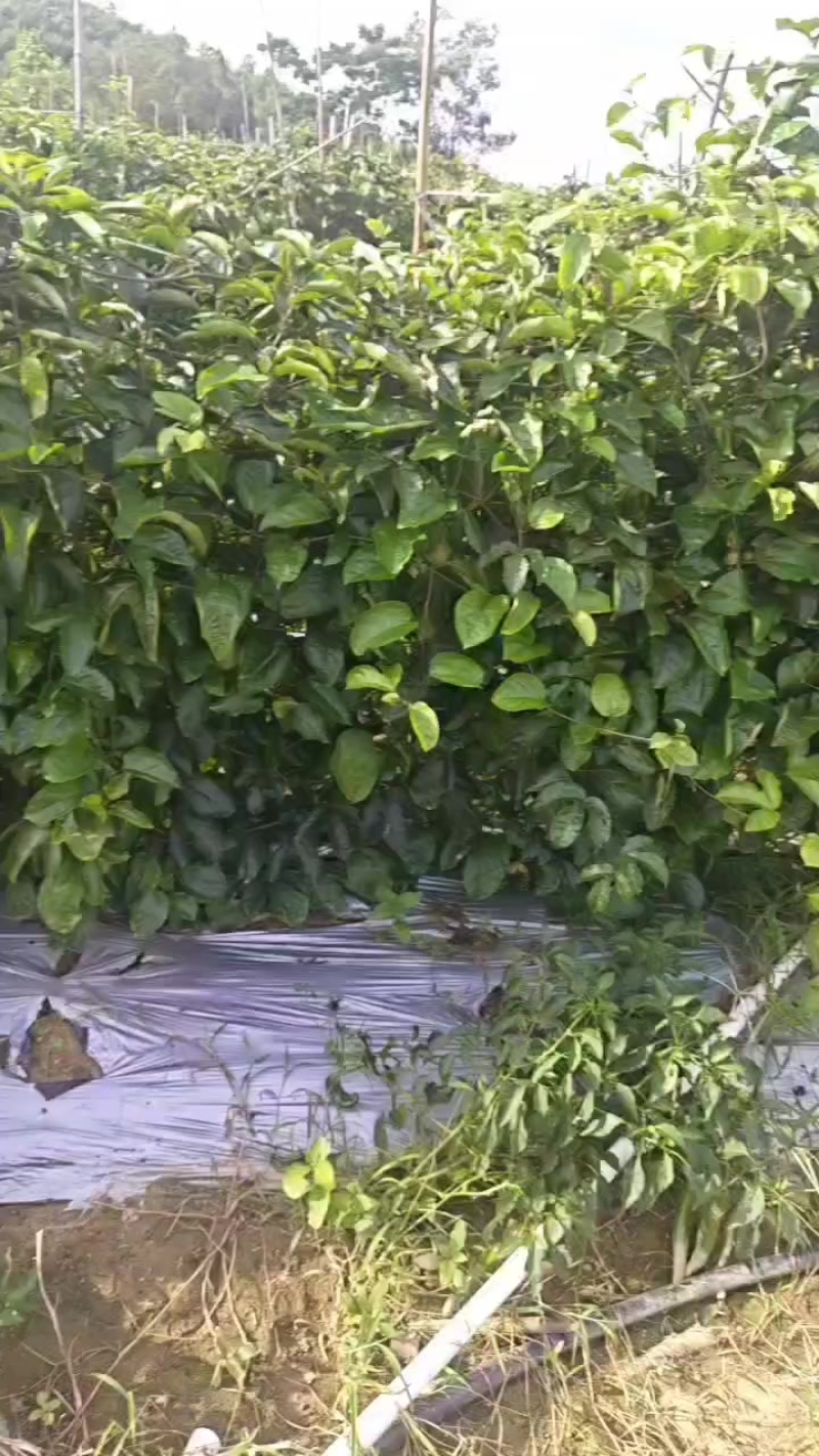 阳西百香果
