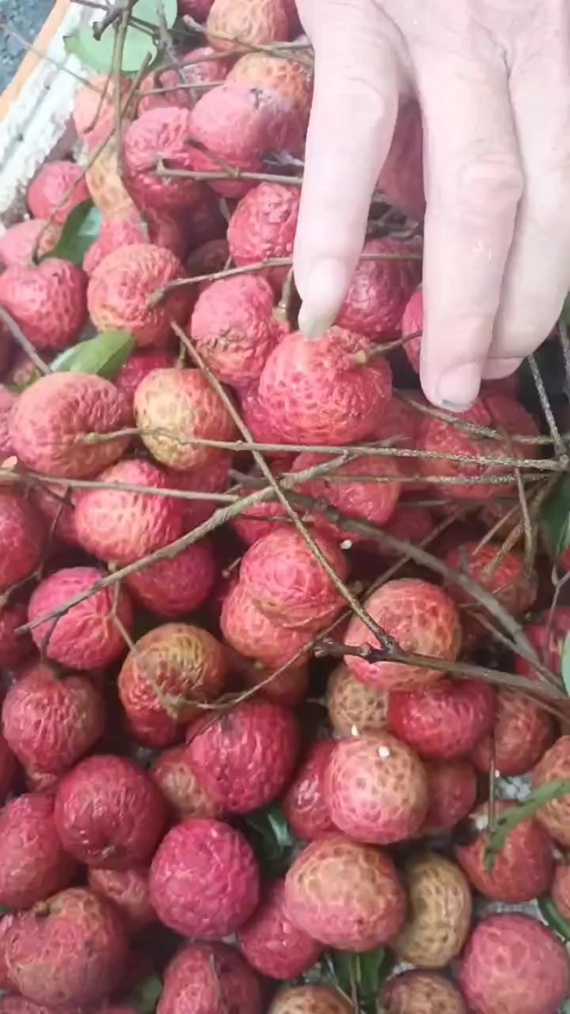 大朗镇荔枝糯米糍