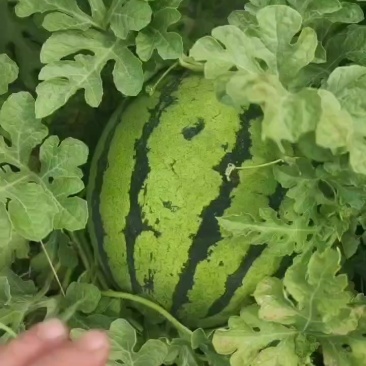 精品麒麟西瓜