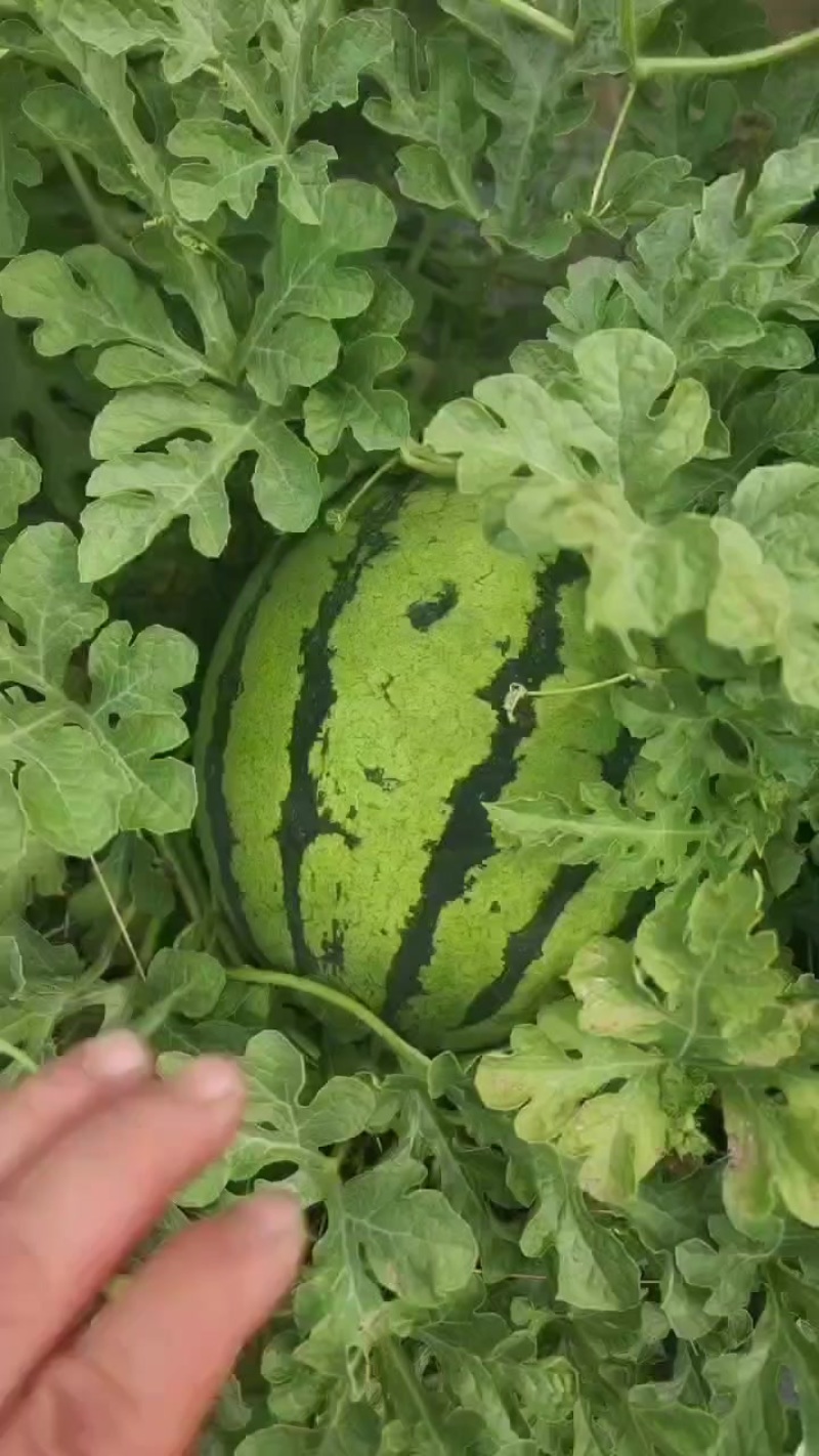 精品麒麟西瓜