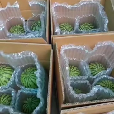 庞各庄小吊瓜