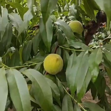 八三罐头果