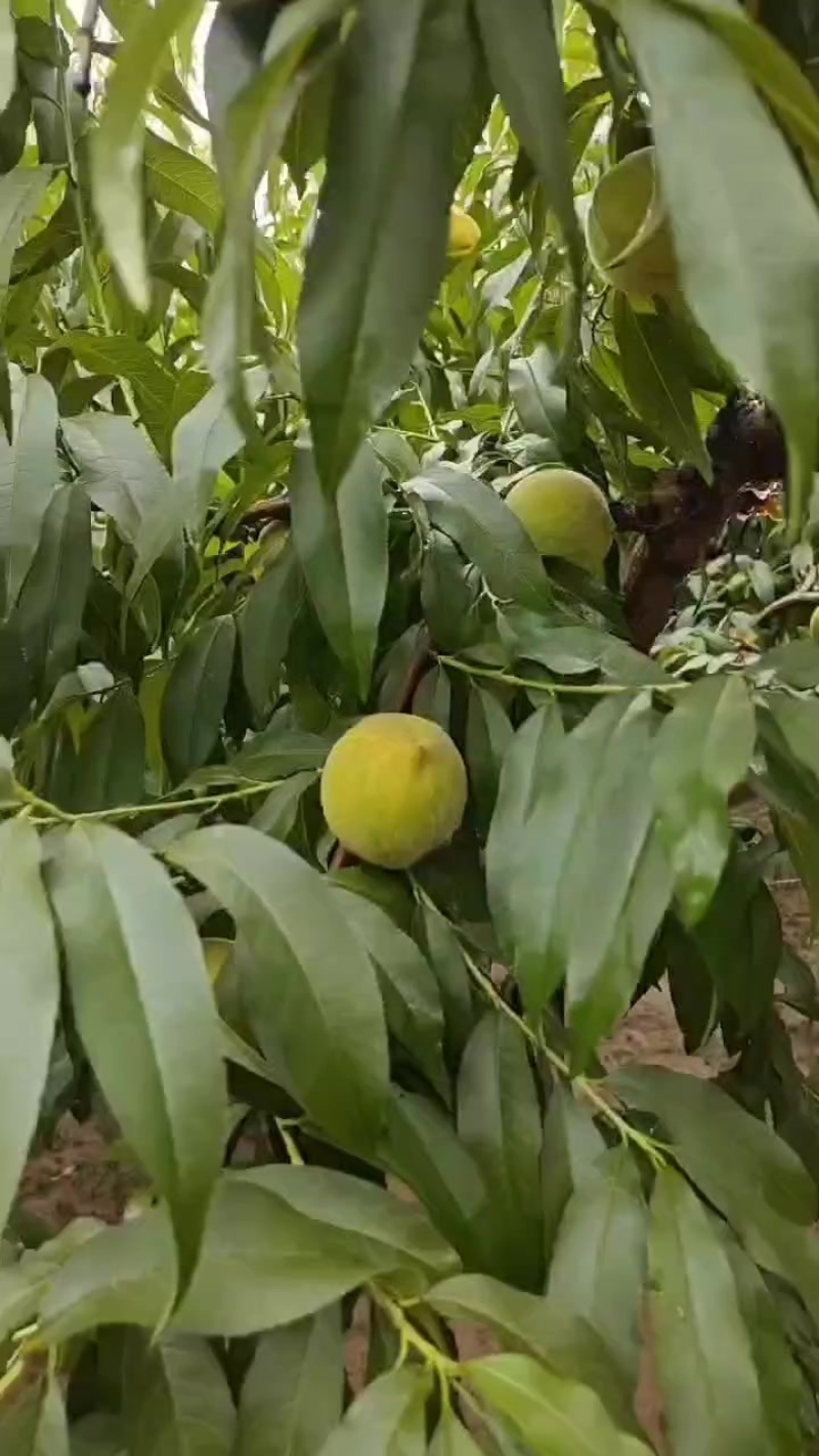 八三罐头果
