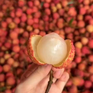 广西灵山桂味，自家果园，新鲜采摘，现摘现发10斤包邮