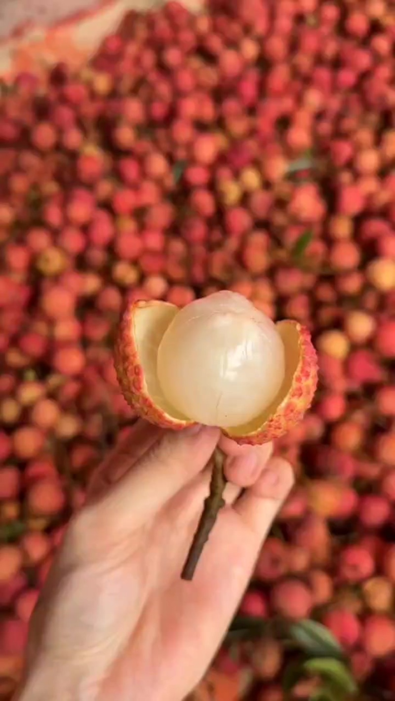 广西灵山桂味，自家果园，新鲜采摘，现摘现发10斤包邮