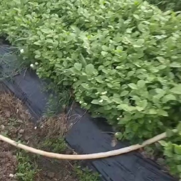 茉莉花