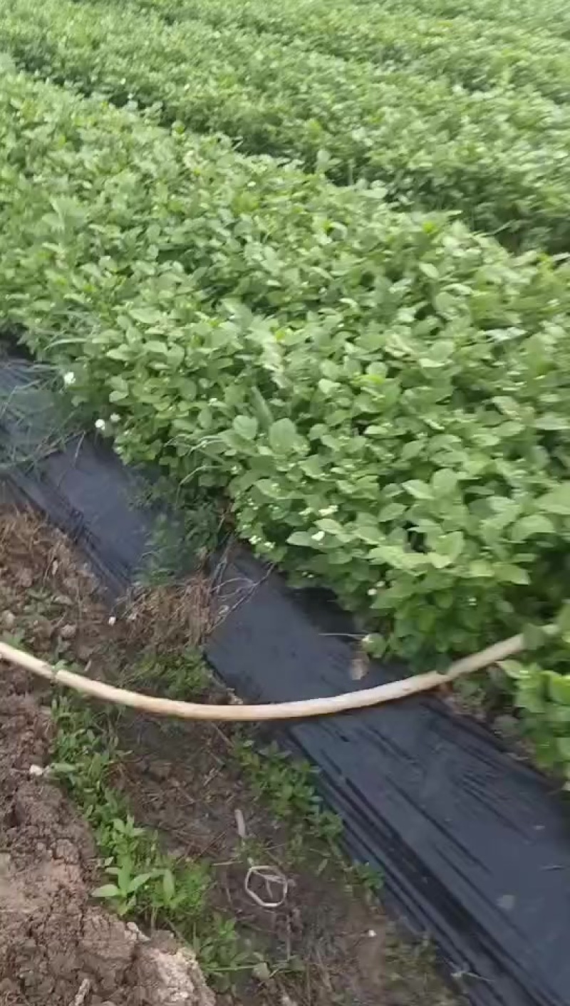 茉莉花